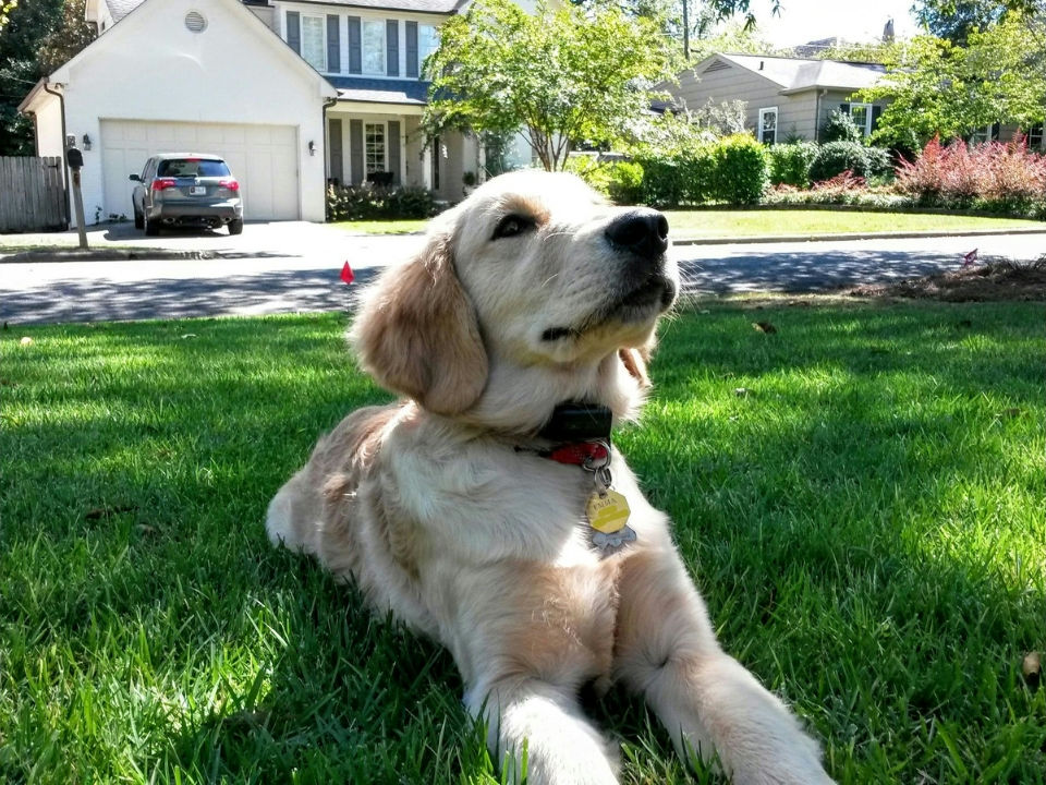 A golden retriever puppy resting in a front yard wearing a receiver collar, with boundary training flags set along the yard behind