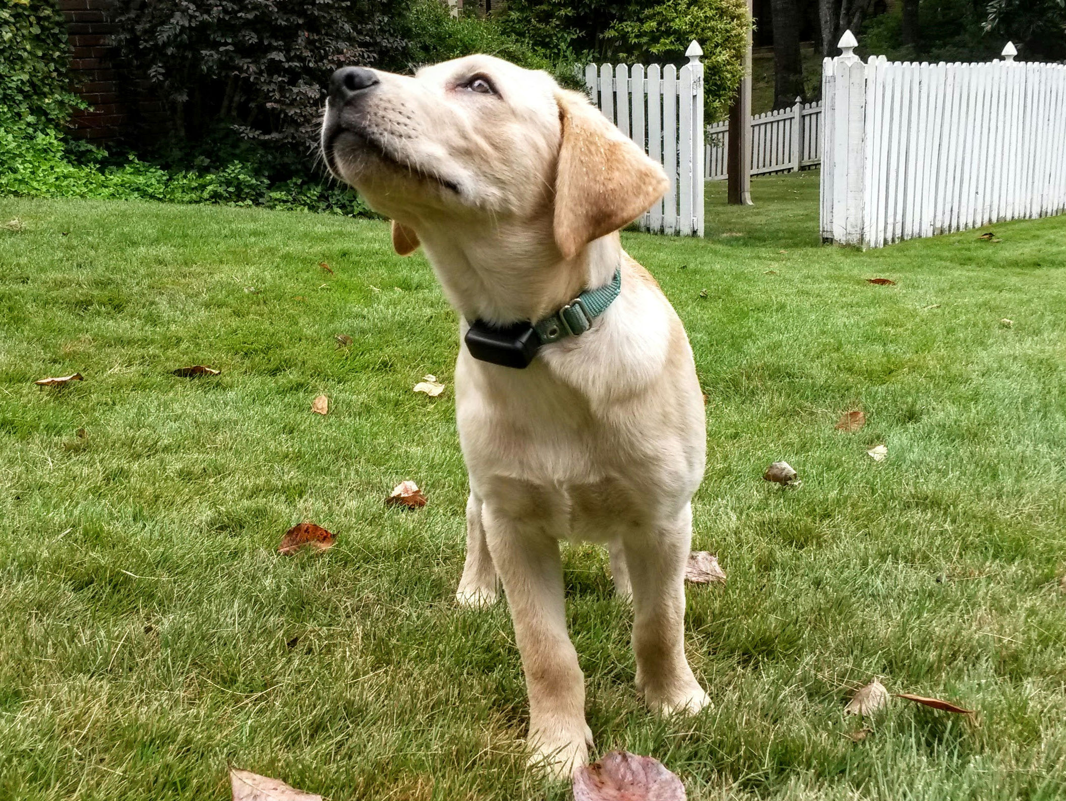 A yellow Labrador wearing a receiver collar, with the receiver sitting snugly against the underside of the neck