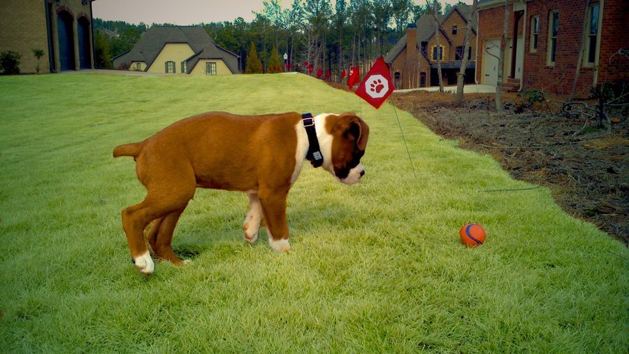 Boxer puppy with Pet Stop flag in Birmingham yard