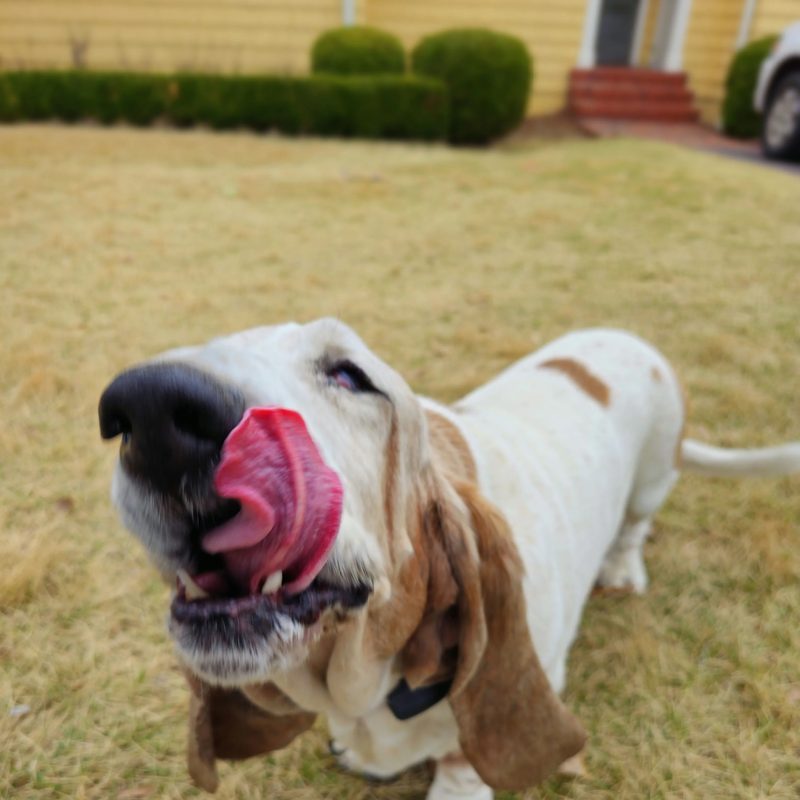 White Lab dog learning the fence boundary