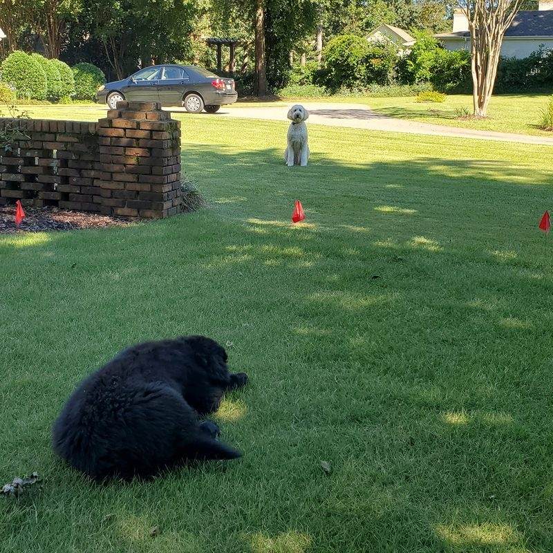 Two dogs relaxing safely in their yard