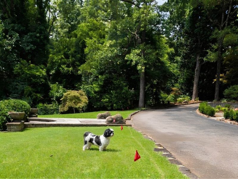 Small dog standing on a Redmont Park lawn beside boundary training flags