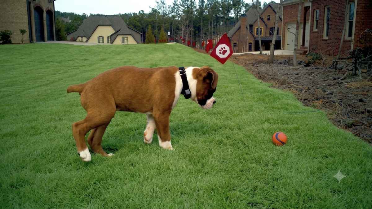 Golden retriever puppy wearing a Pet Stop receiver collar in a Hoover backyard