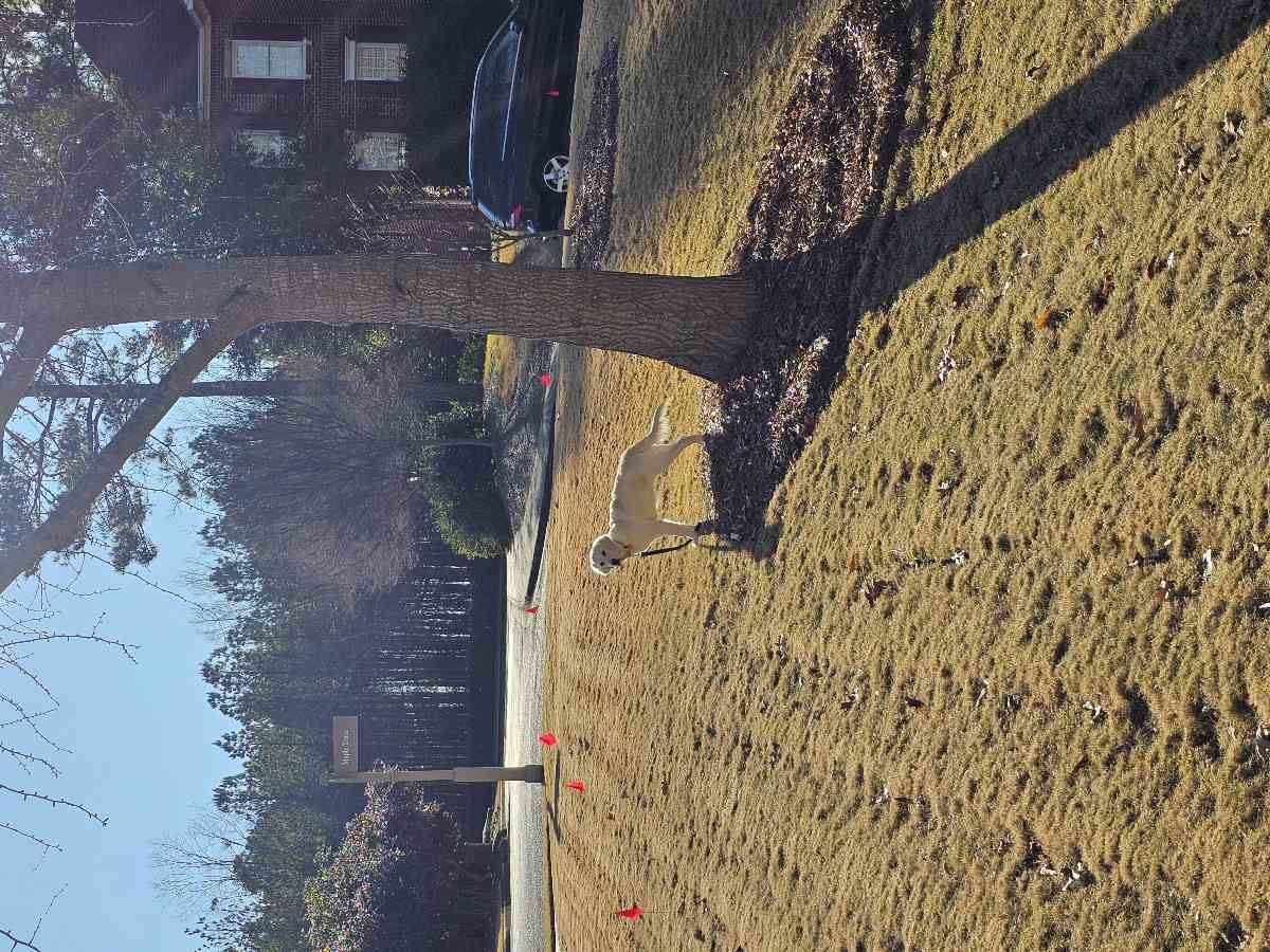 Golden retriever on leash near flagged fence boundary wire in a Hoover neighborhood