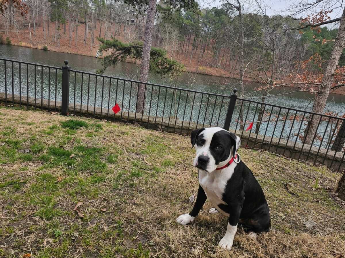 golden retriever with tongue out on a lake house property
