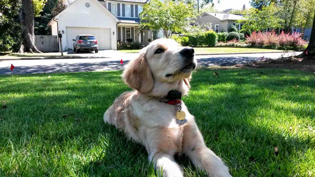 Electric dog fence installation in Mountain Brook, Alabama