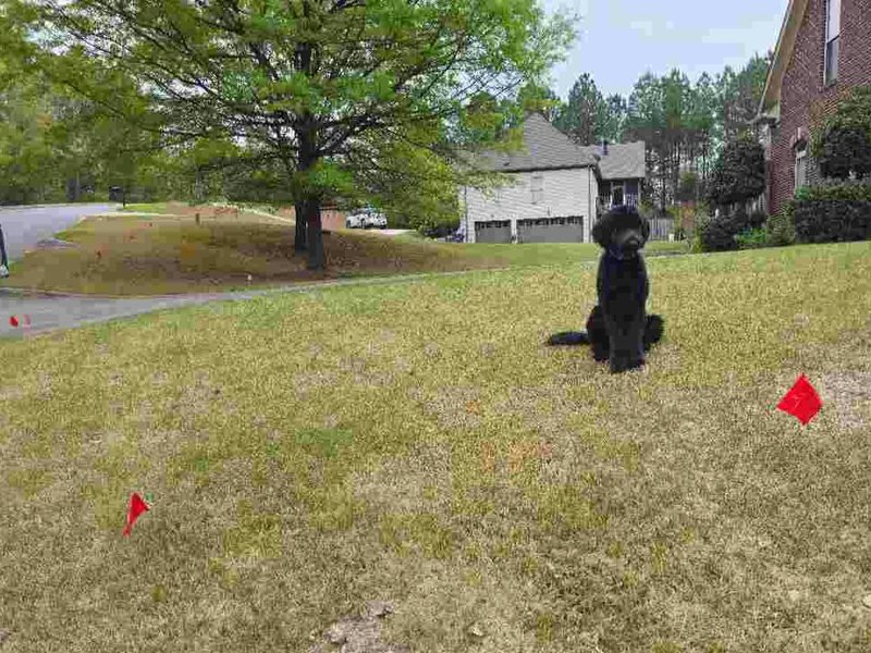 Black doodle sitting between boundary training flags on a wooded North Shelby lawn
