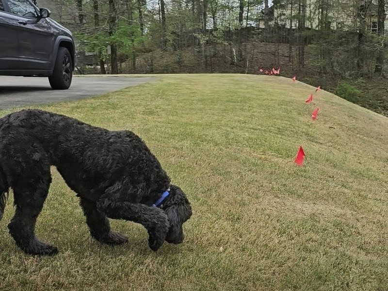 Line of boundary training flags running along a driveway edge on a large lot off Highway 280