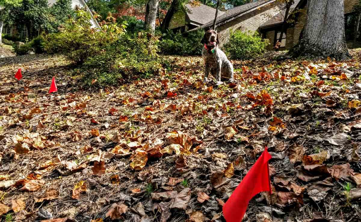 German shorthair pointer sitting in fall leaves near a brick house in Trussville