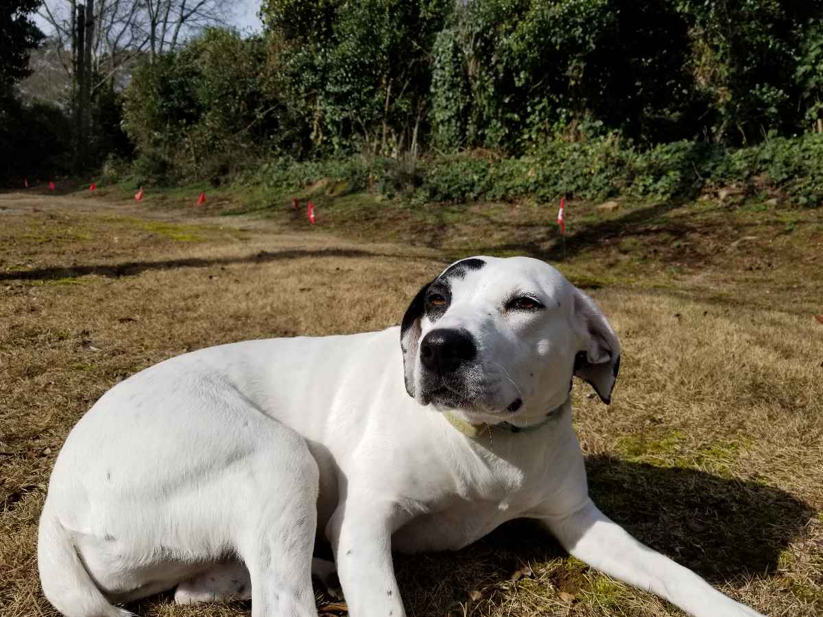 white dog on a lawn near a flagged hedge line