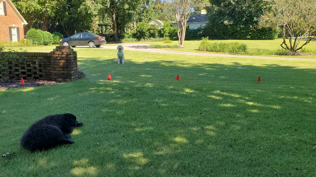 Electric dog fence installation in Tuscaloosa, Alabama