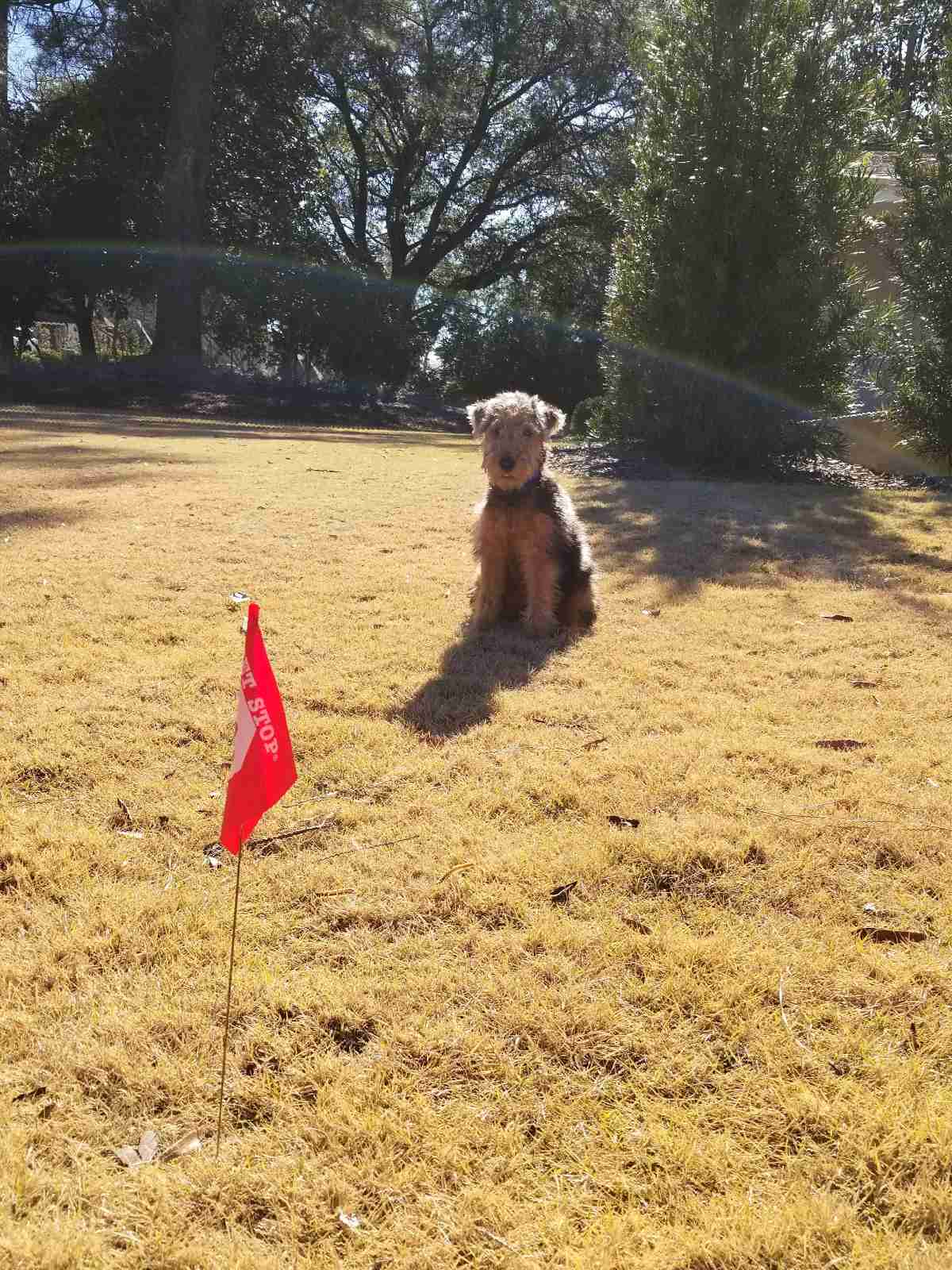 white doodle sitting on a lawn near a shingle style house with flagged boundary wire