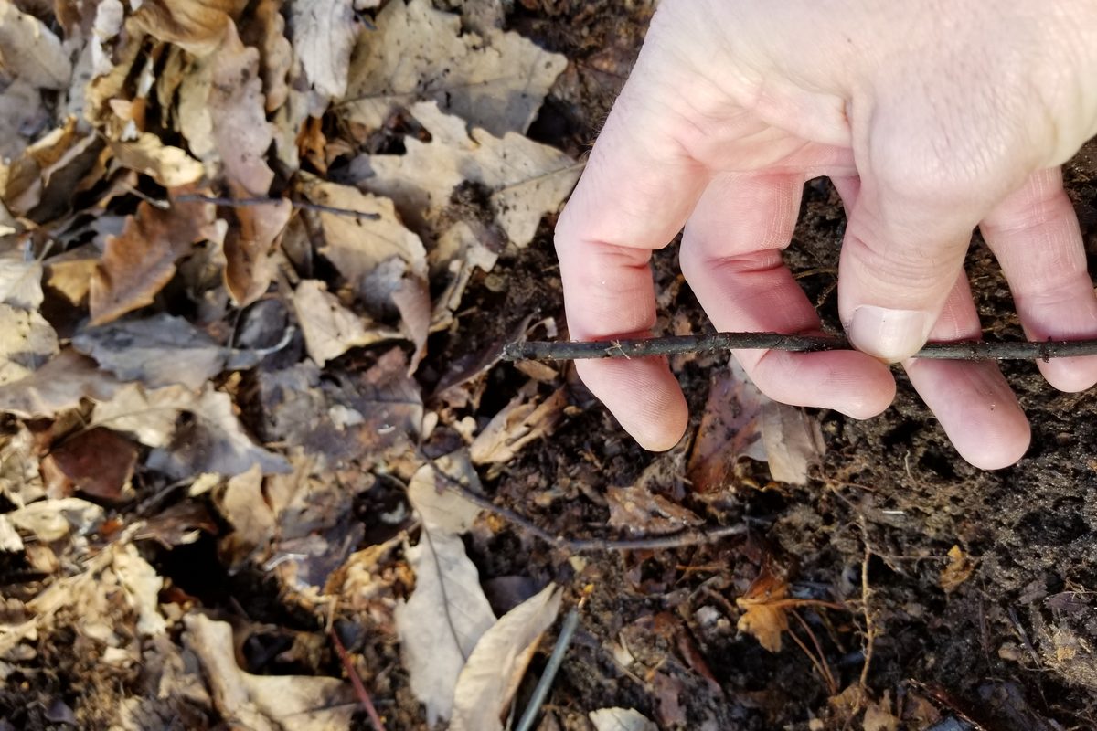 A technician holding the two cut ends of a boundary wire found under leaf litter