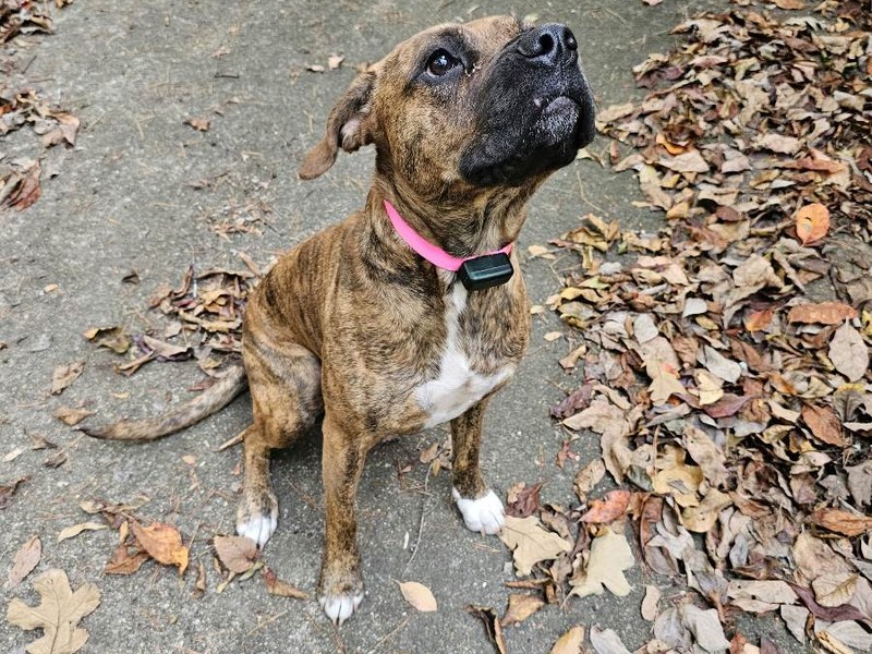 Dog wearing a Pet Stop receiver collar outdoors