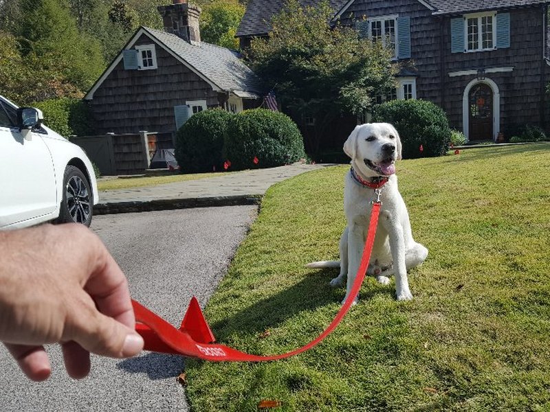Dog on leash during a first Pet Stop training session near flagged boundary markers