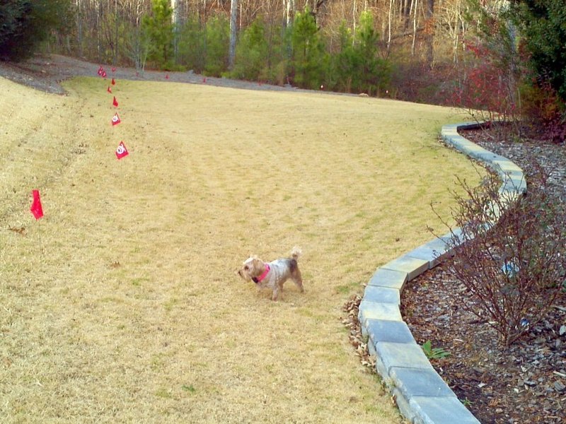 Dog sitting calmly on leash during a Pet Stop follow-up training visit