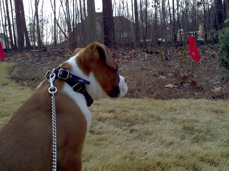 Dog walking a flagged boundary line during a Pet Stop training session