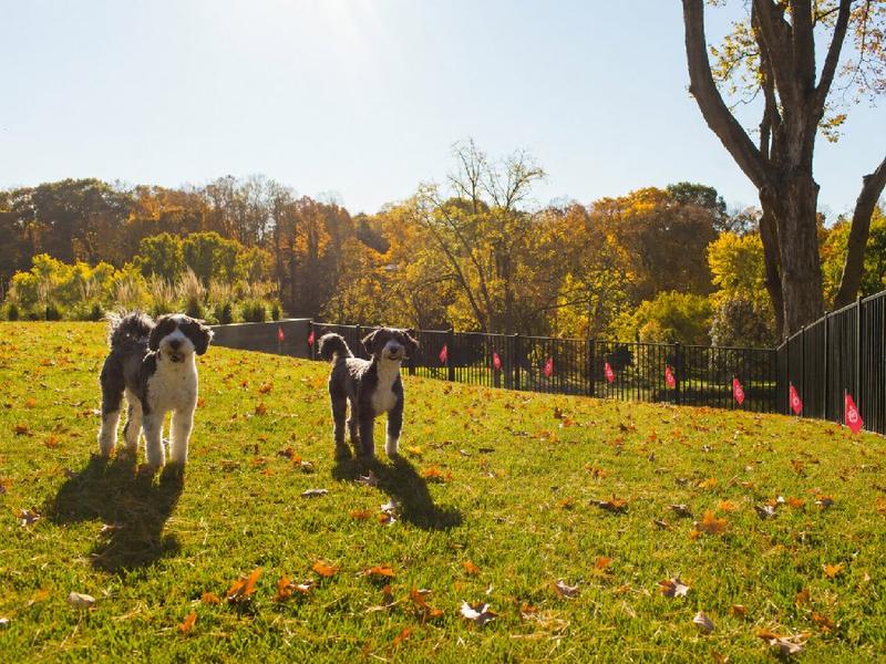 Two dogs in a yard bounded by a metal fence lined with Pet Stop boundary flags