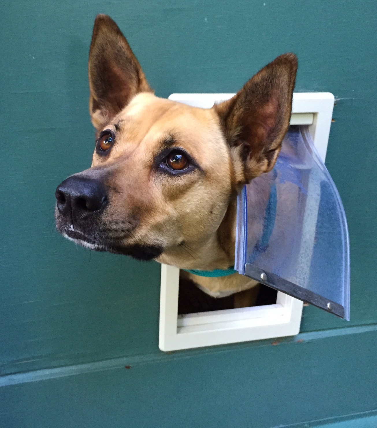 Automatic doggie door outlet system